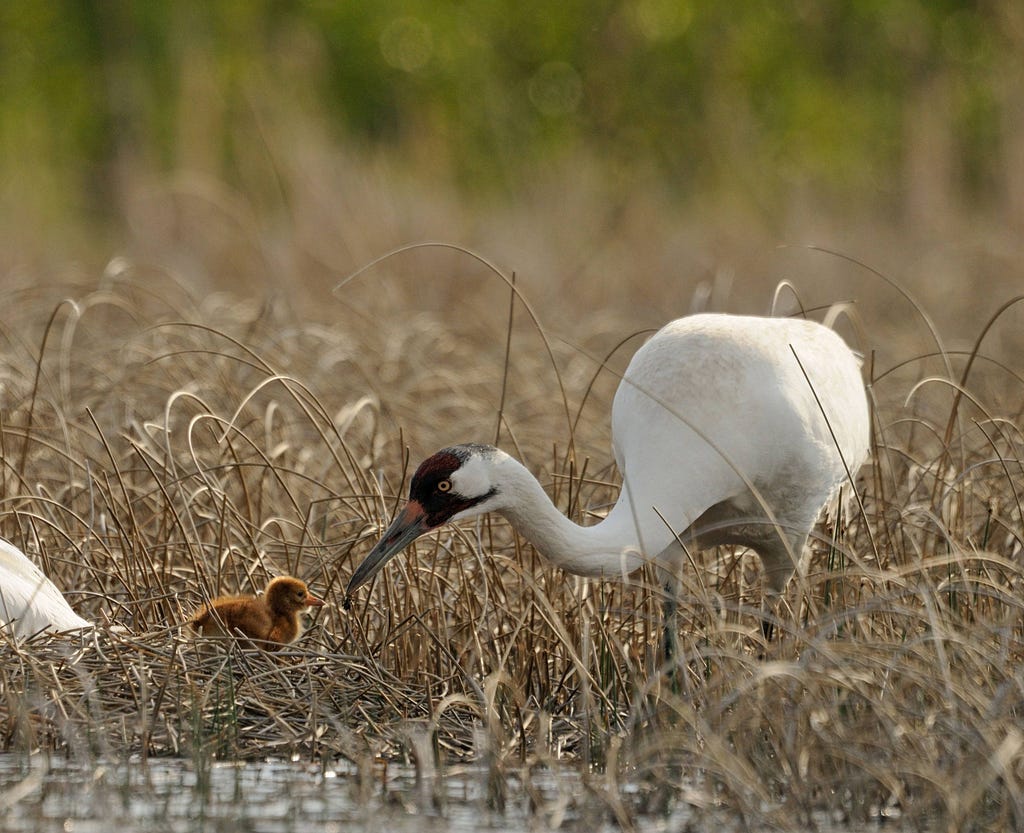 Whooping crane male feeding chick in field
