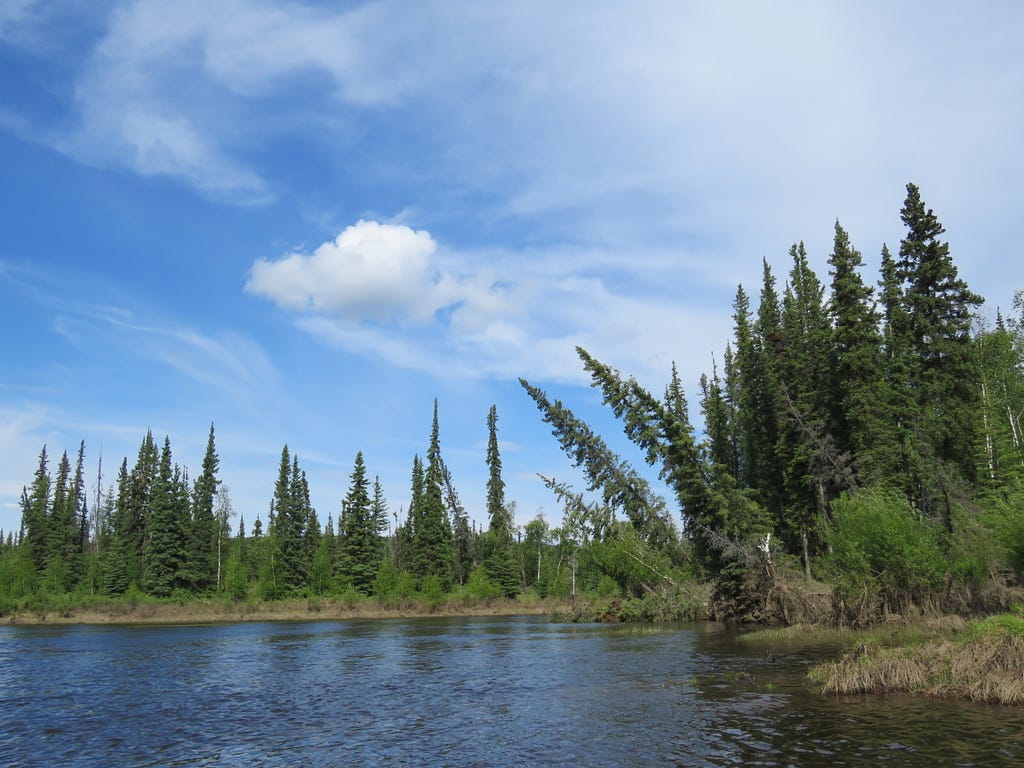 Landscape of a river and river bank with spruce and deciduous trees.