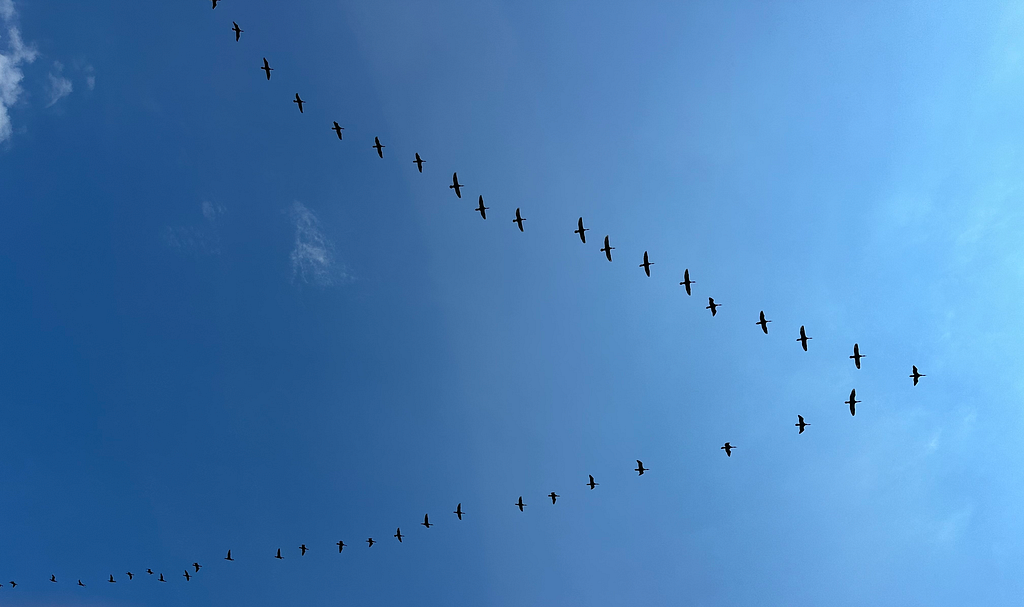 Canada geese flying in a v-shape overhead