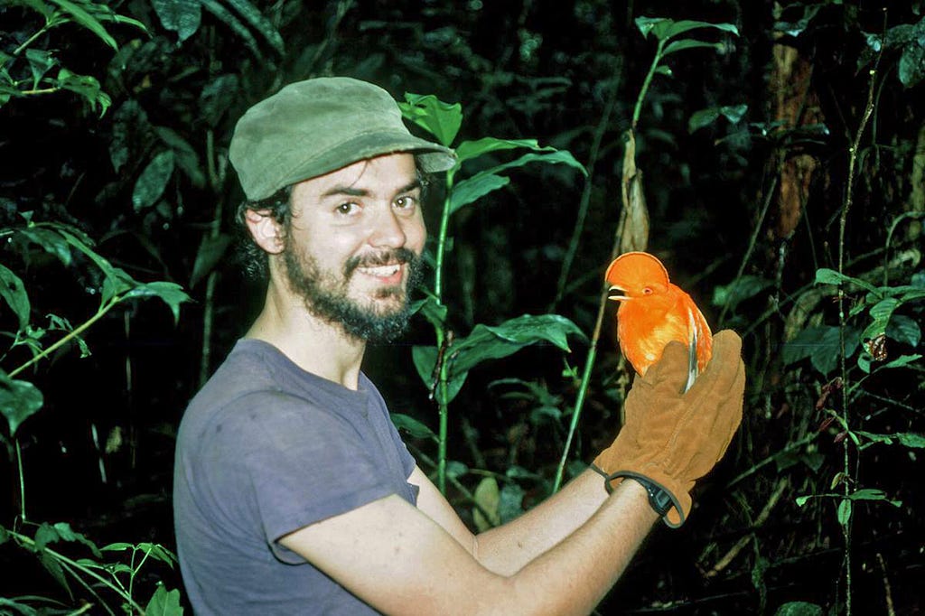 Pepper Trail while doing a field study for his doctoral research with the Guianan cock-of-the-rock (Rupicola rupicola).