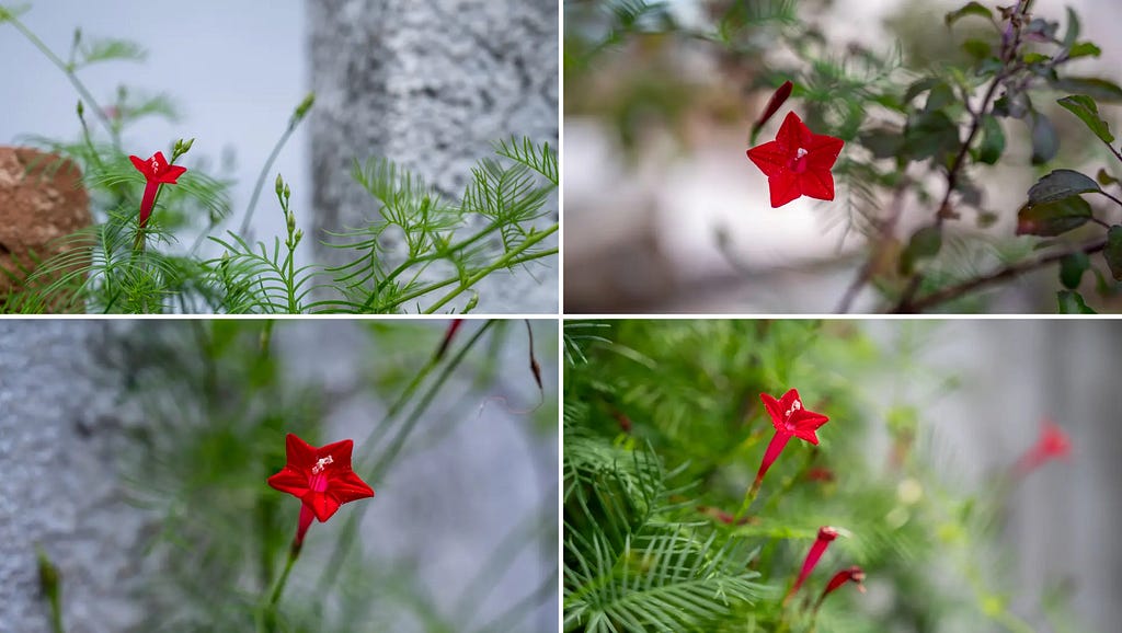 Cypress Vine  image at NaturePicStock by privinsathy