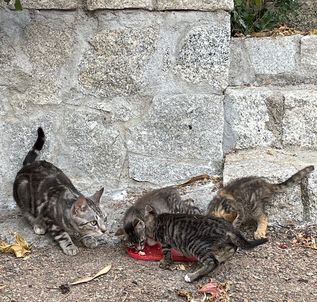 4 grey stray cats eating chicken from a red bowl in the street.
