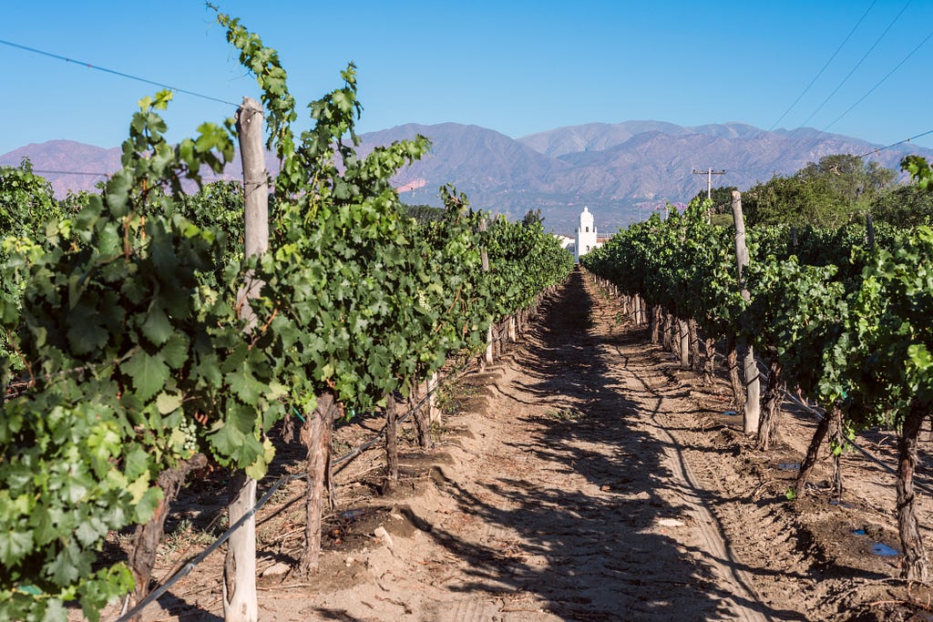 Rows of vines in an Argentina vineyard