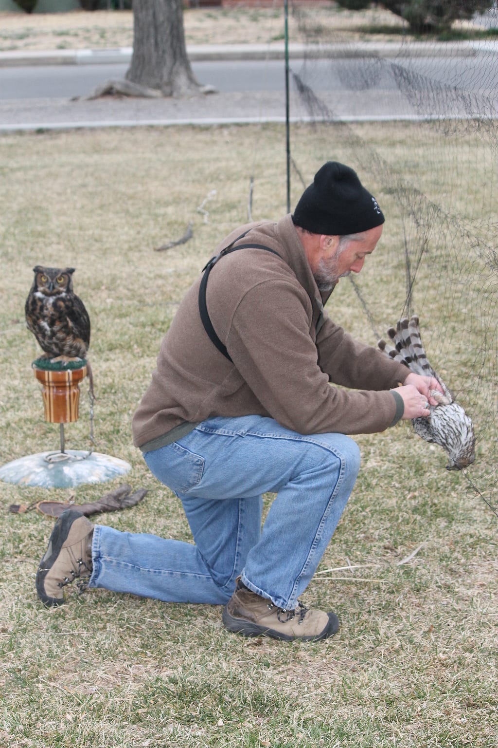 Brian carefully removes a juvenile Cooper’s hawk removed from mist net, with a Great Horned Owl perched in the background during a demonstration. Photo Credit: James Walker