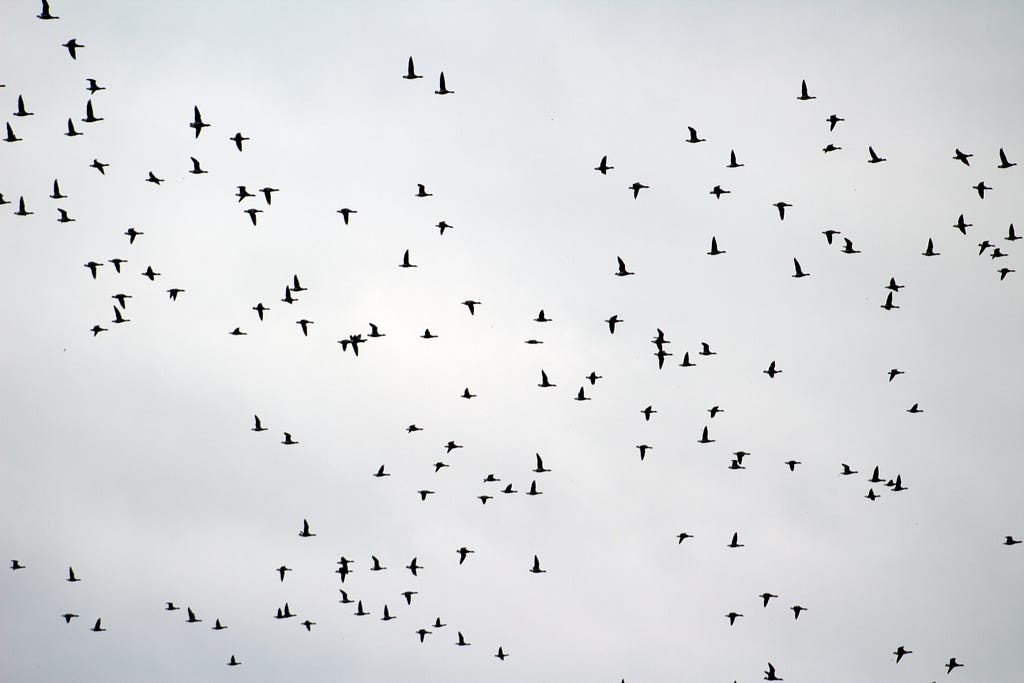 flock of black brant flying in the sky