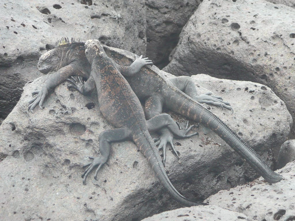 Two marine iguanas hugging on a rock