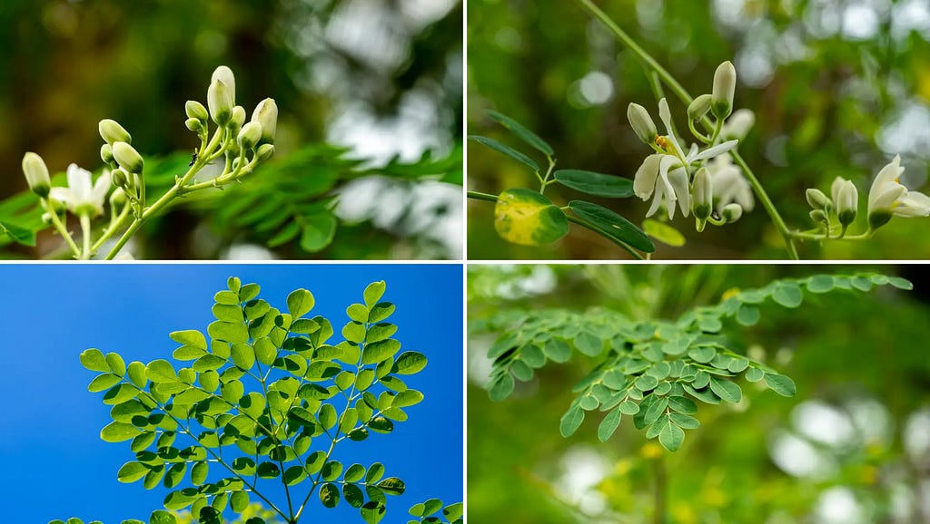 Moringa oleifera images at NaturePicStock