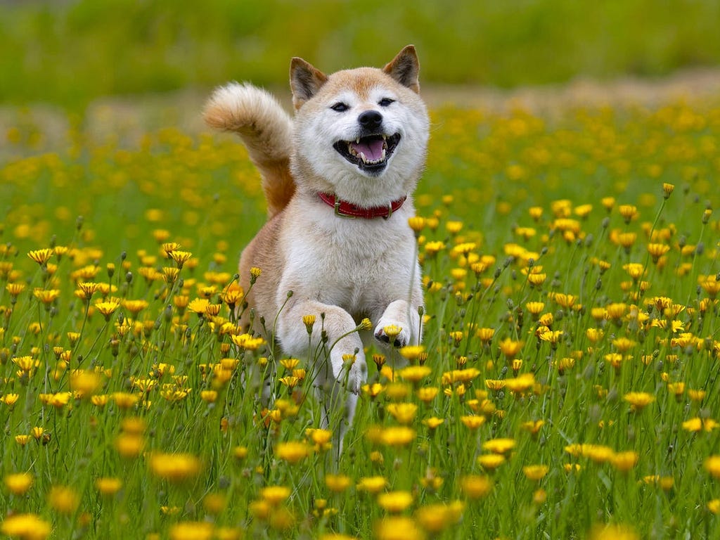 A cute Dog (Shiba Inu) running in a field