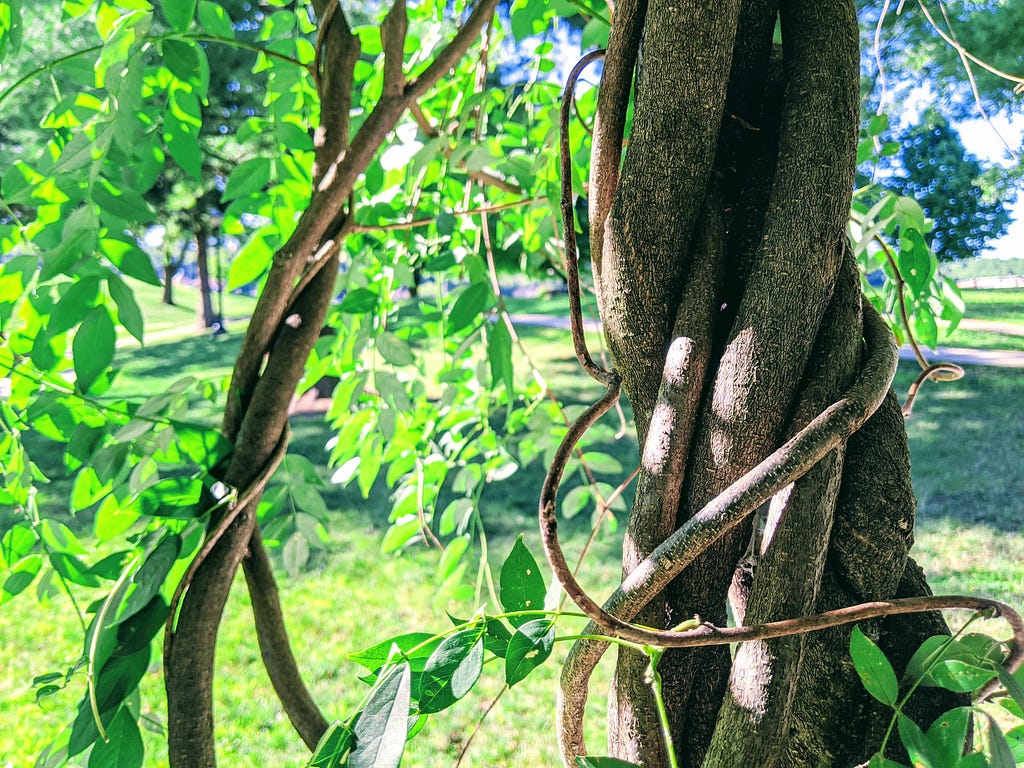 Photo of a twisted branch in a park. The branches are intertwined in a beautiful way