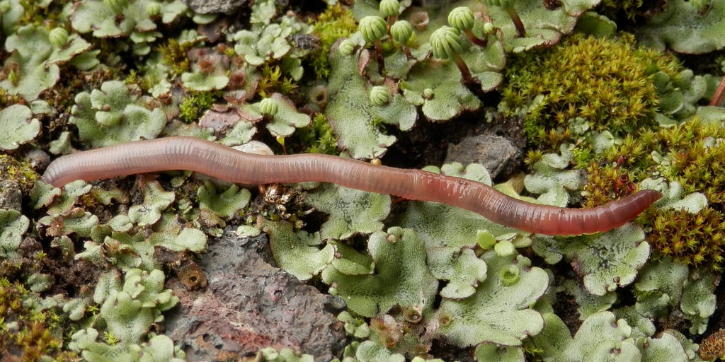 A worm crawls over a bed of moss and plants.