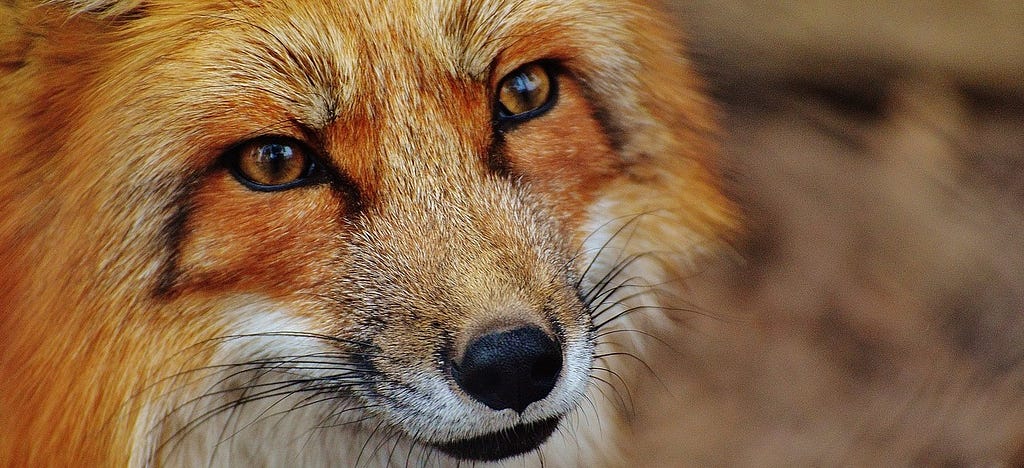 Closeup of fox face. Fur is orangish-red and white, eyes are brown, tip of the nose and whiskers are dark black.