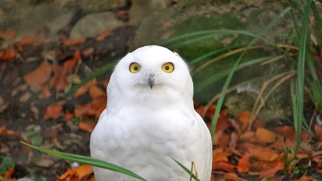 Judgmental snowy owl. Its knowing stare conveys how undoubtedly fed up is is with Rowling’s nonsense