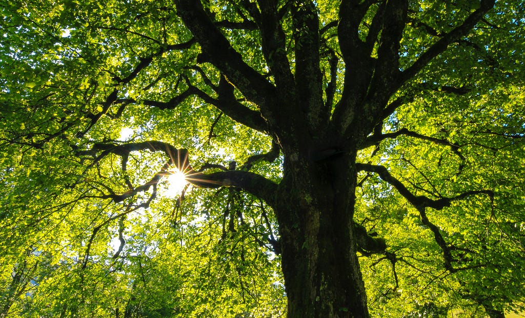 Taken from underneath a tree looking upwards into the canopy, with an abundance of bridge green leaves, backlit by the sunshine peaking through the branches