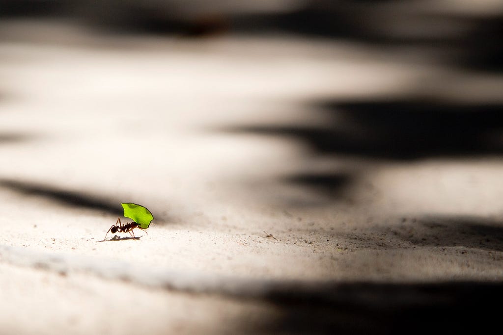 A small solitary ant carrying a leaf across a large, flat surface.