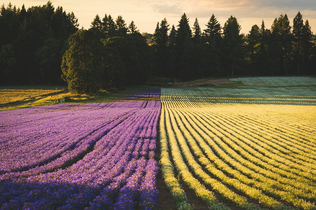 Flower field: purple on the left side, yellow on the right, with hight trees in the background