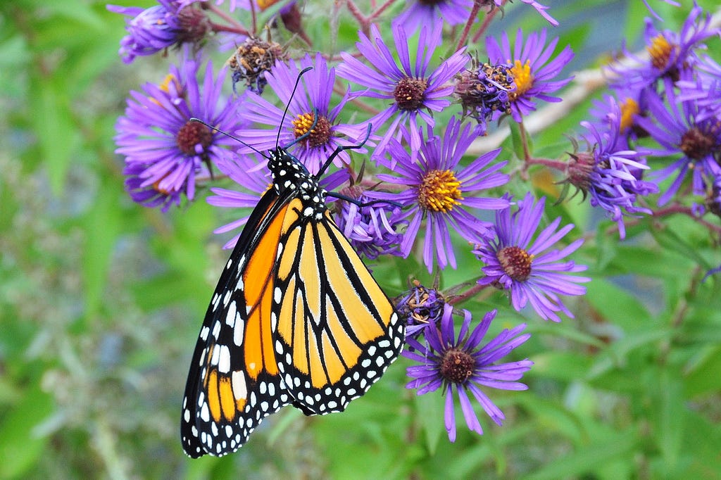 A monarch butterfly resting on a cluster of flowers.