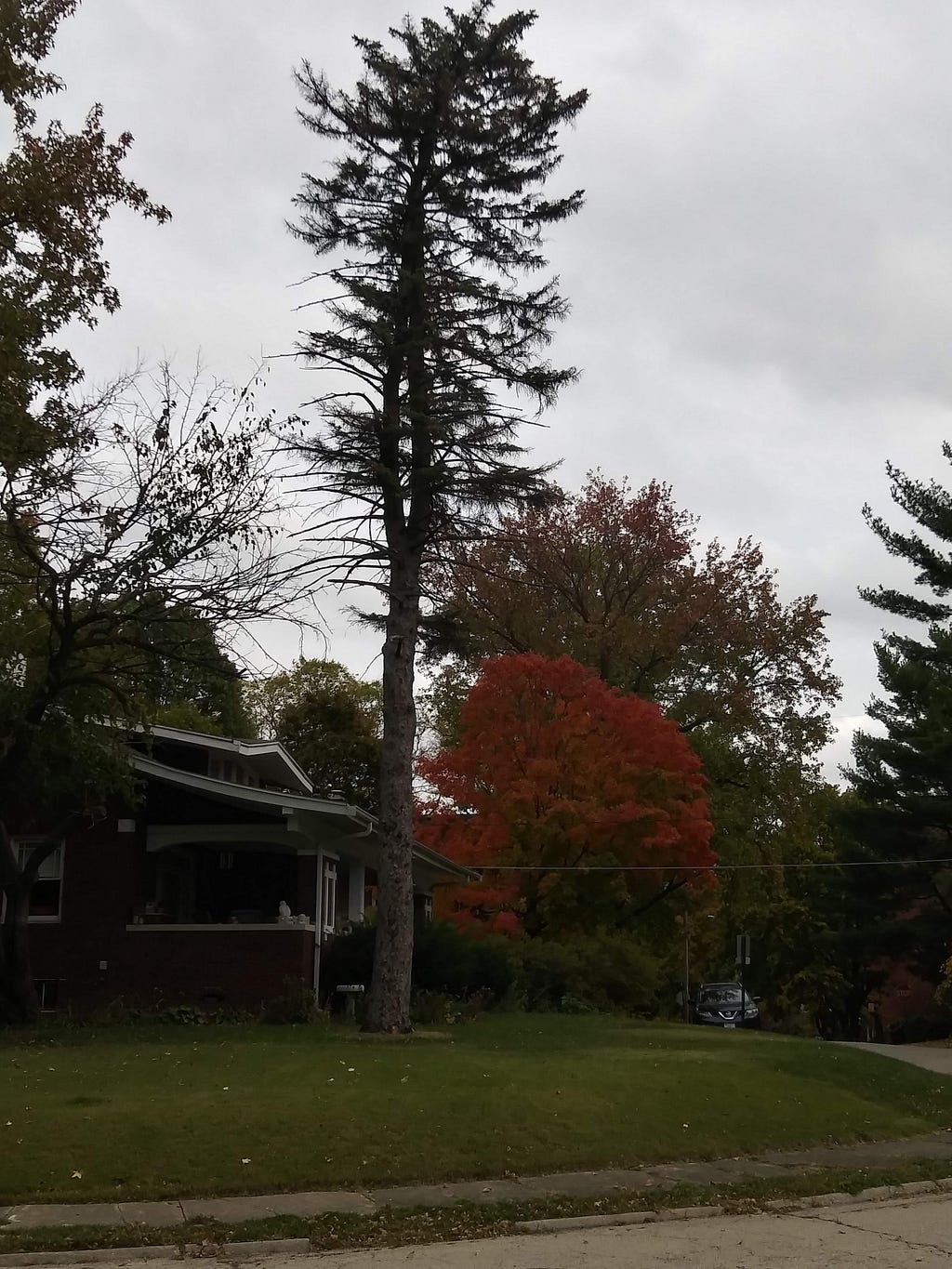 A tall pine that has lost about half of its branches.