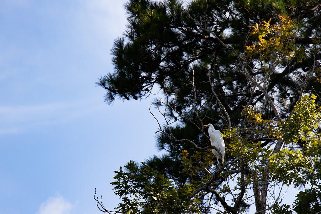 The same great white egret perched on a tree branch, looking out at the lake.