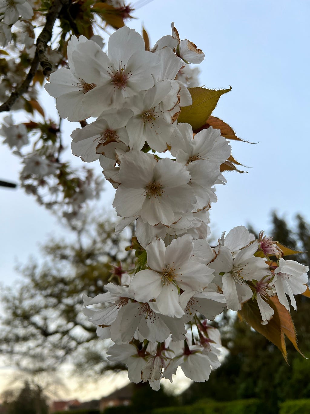 Cherry blossom trees are the most florieferous and colourful of all the Spring flowering trees