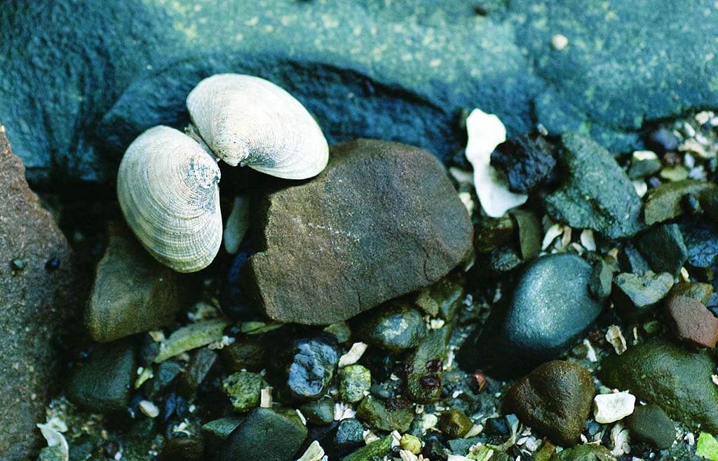 Shell on beach rock.