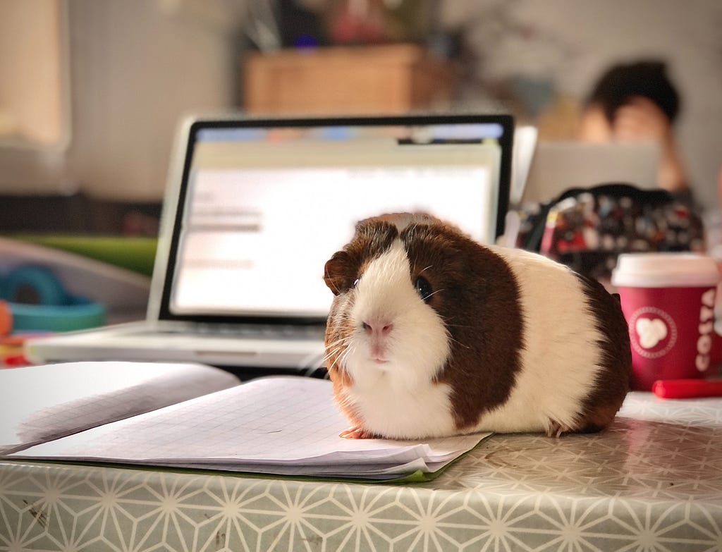 white and brown guinea pig on white paper distracting