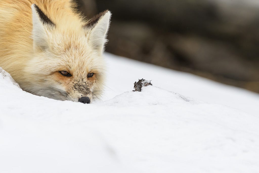A close up of a red fox crossing through the snow.