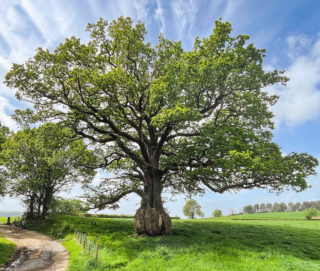 Large Oak Tree in green landscape, Ribble Valley, Lancashire, UK