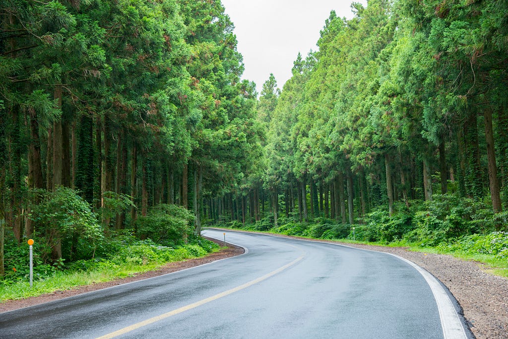 A curved wet road with trees on both sides of the road