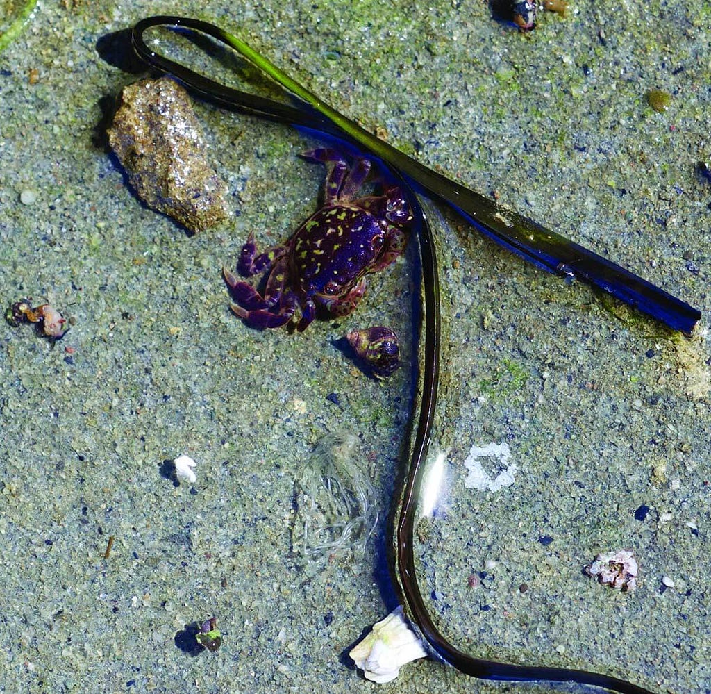 Seaweed on beach sand.