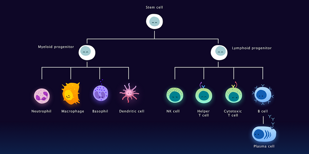 hierarchical tree shows how all white blood cells originated from a stem cell