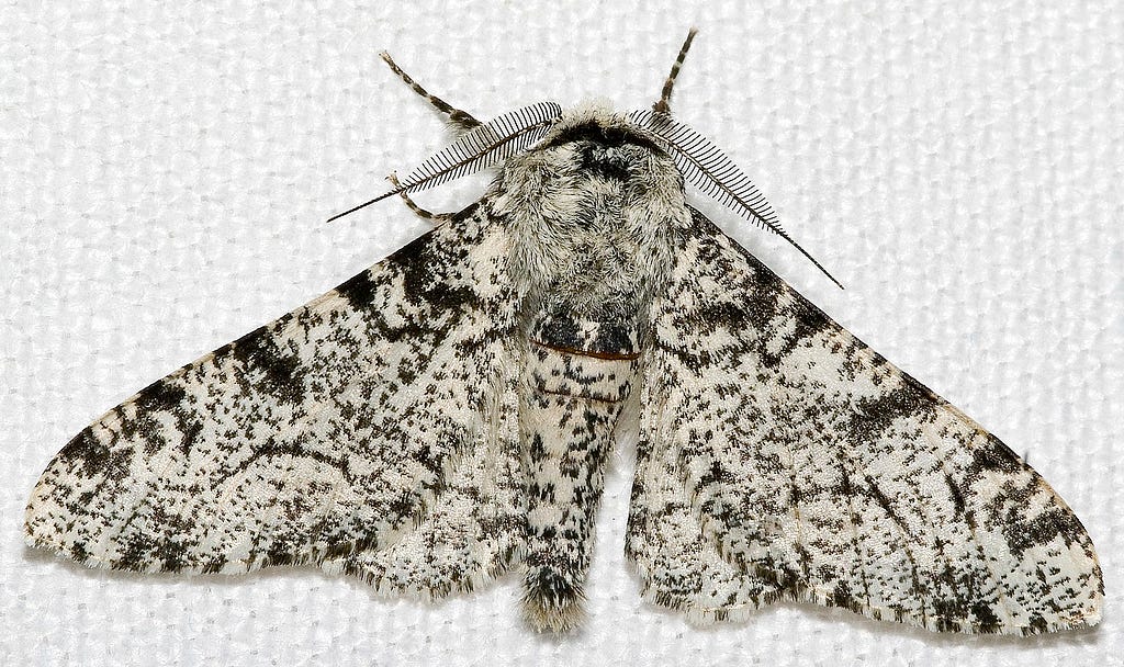 Photograph of a Biston betularia peppered moth.