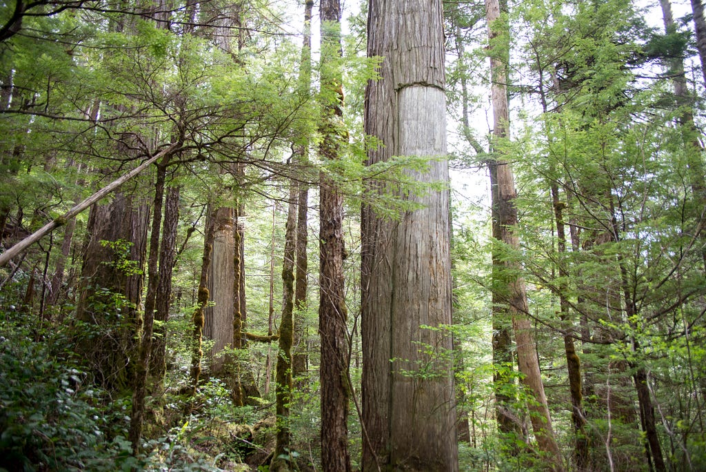 Trees in a forest. Two trees (one in the foreground and one in the background) are missing large rectangular pieces of bark.
