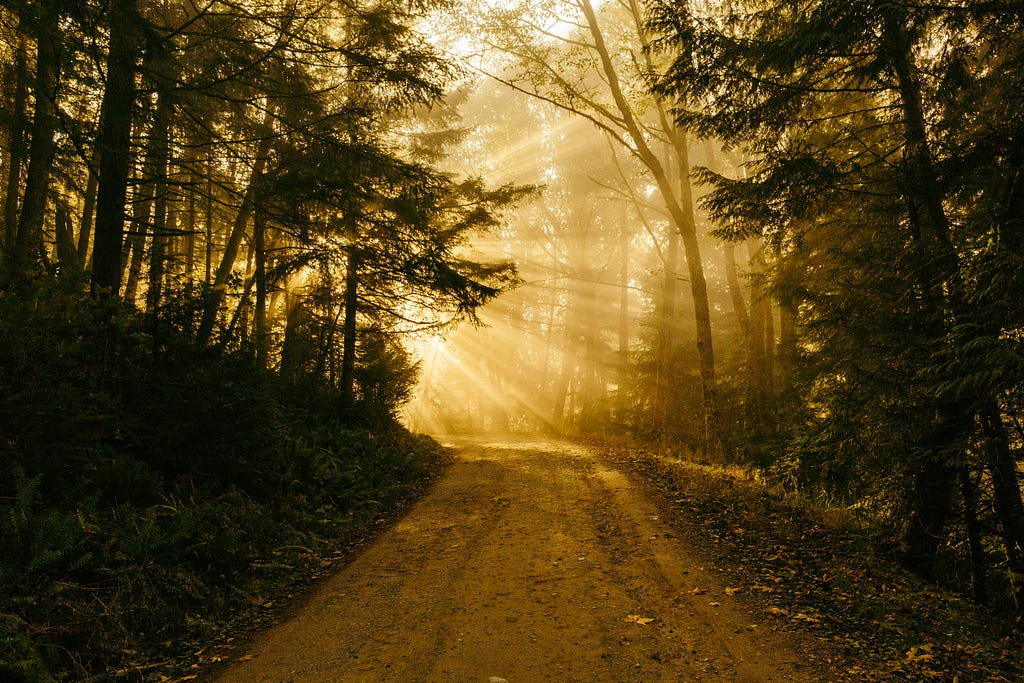 Yellow sunlight through a forest, illuminating a dirt path