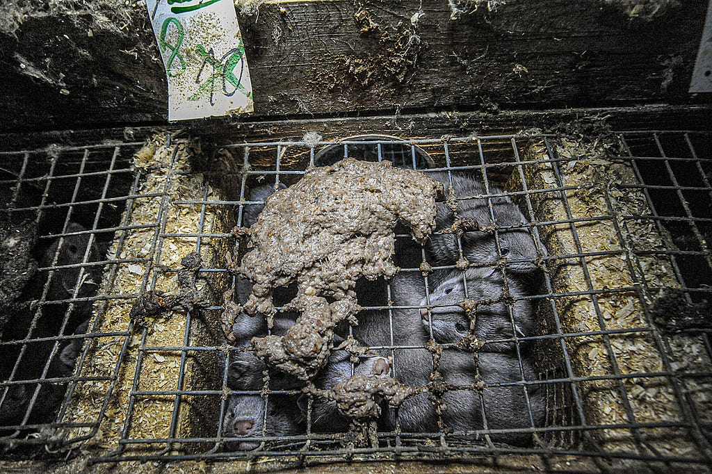 Life and Death in Fur Farming. These American mink kits fight for space and to reach their food. A sign indicates two have died. Though the legal cage size is now larger and a two-storey box a requirement for adult mink, with no more than two adults per cage, injuries still occur. Sweden, 2010. Jo-Anne McArthur / Djurrattsalliansen / We Animals Media