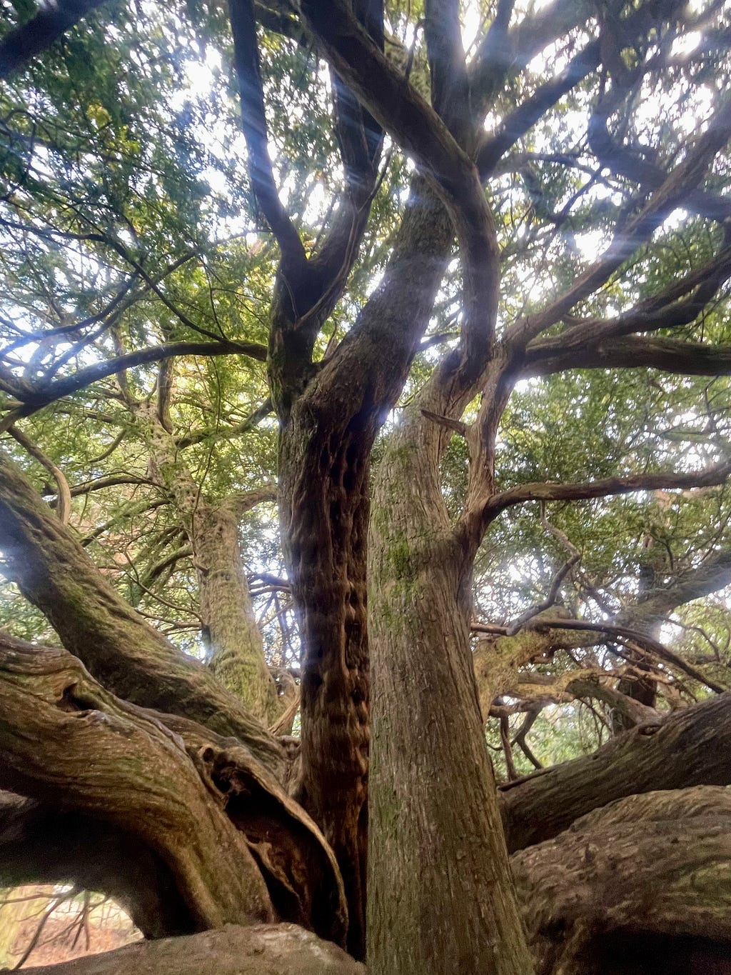 A huge ancient yew, its boughs and branches twisting in many shapes and directions