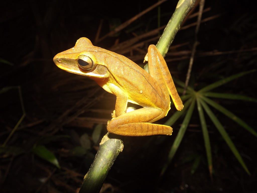 A golden yellow frog perches on a limb in the forest.