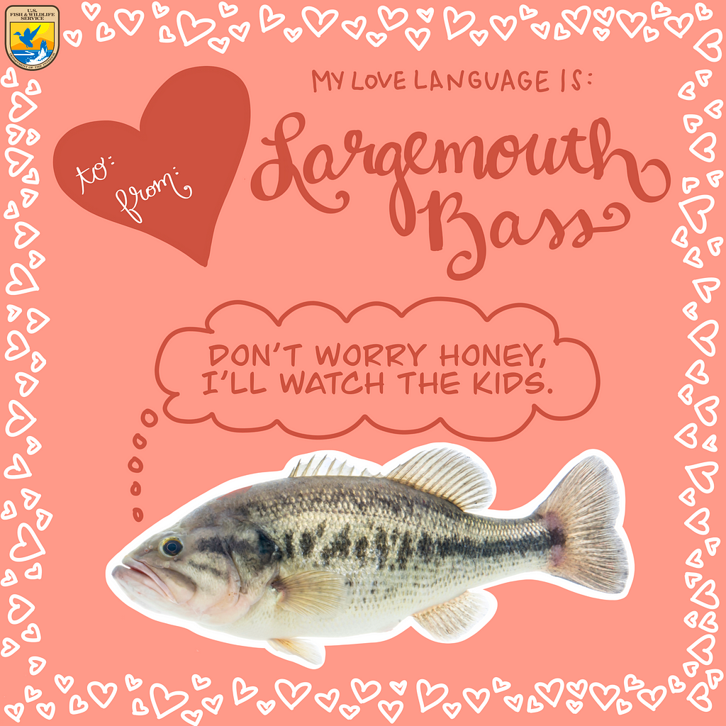 Valentine’s Card says “My love language is Largemouth Bass”. The words “Don’t worry honey, I’ll watch the kids” appear above a photo of a fish.