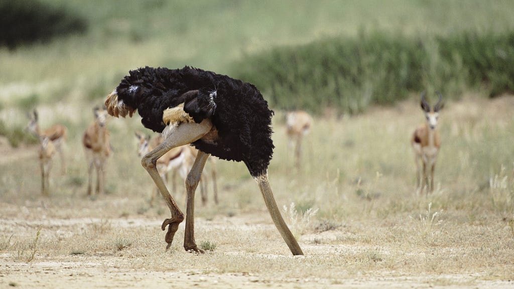 An ostrich burying its head in the sand.