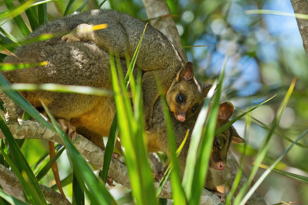 A Brushtail Possum (Trichosurus vulpecula) climbs through a tree on a sunny day with her baby in Roma Street Parklands, Brisbane, Queensland.