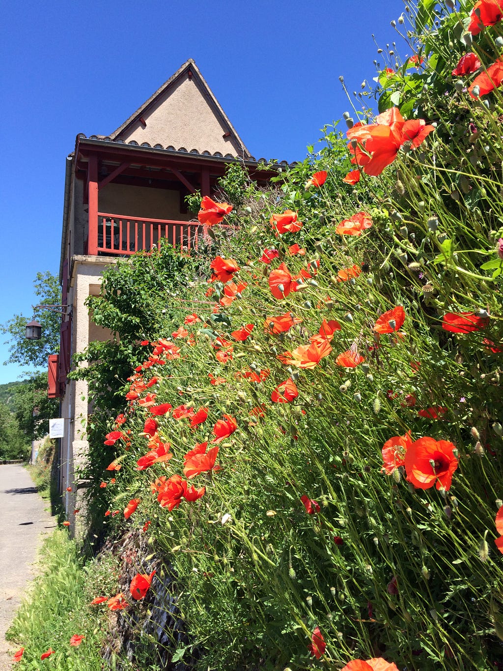 Photos of red poppies in bloom along a French roadside