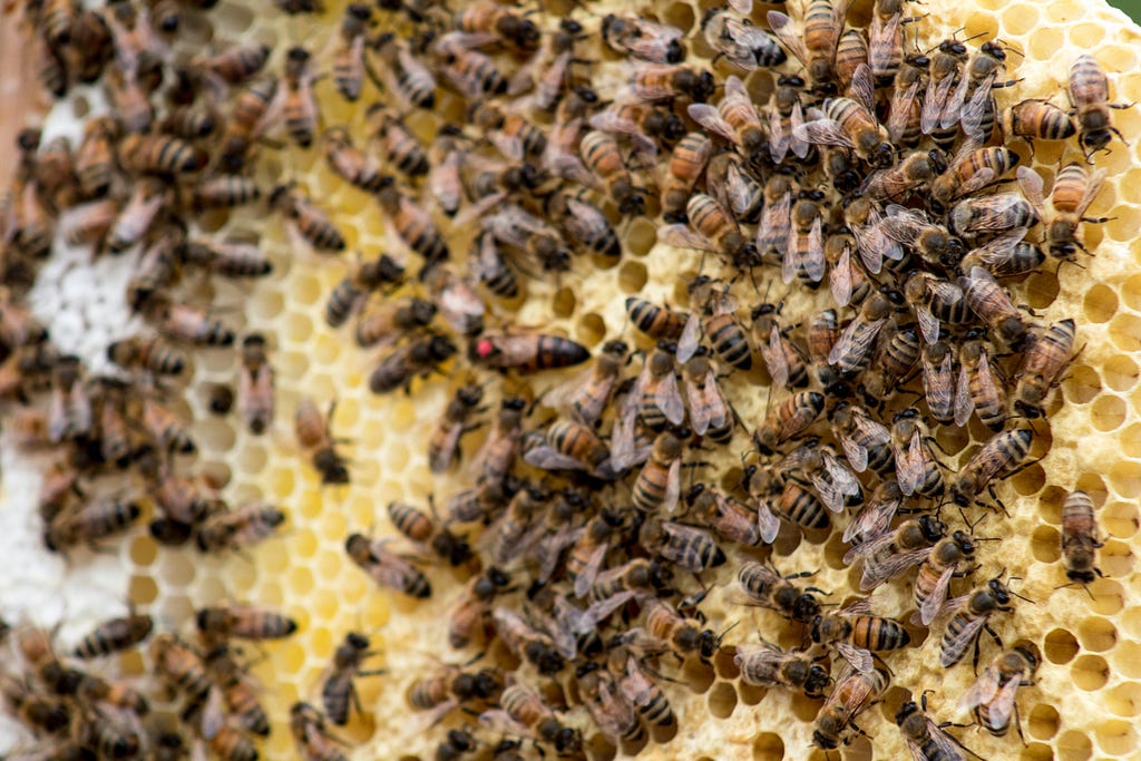 An image of a bee colony