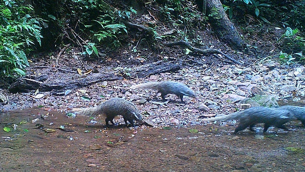 crab eating mongoose