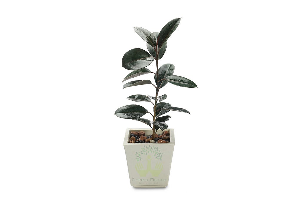 Potted Rubber Plant by Green Decor