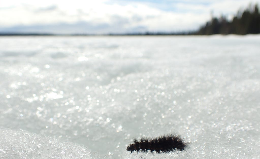 A fuzzy dark caterpillar on the snow