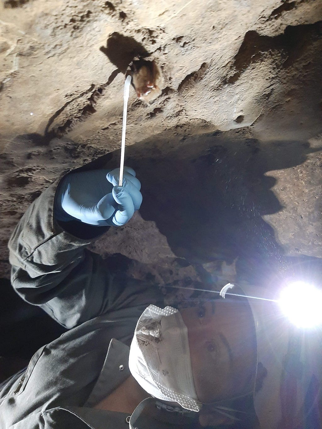 Kris geared up with helmet and headlight during research and monitoring for white nose syndrome on tricolored bats. Photo Credit: Vona Kuczynska