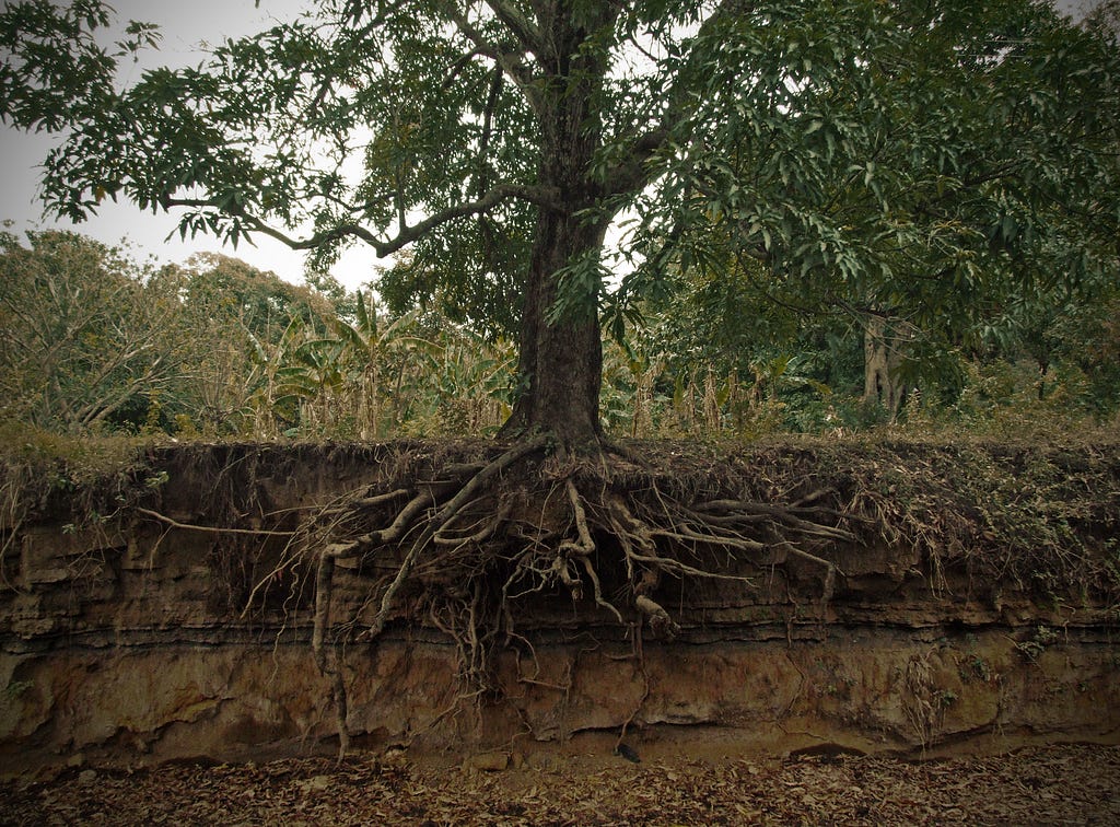 Image of the extensive exposed roots of a mango tree