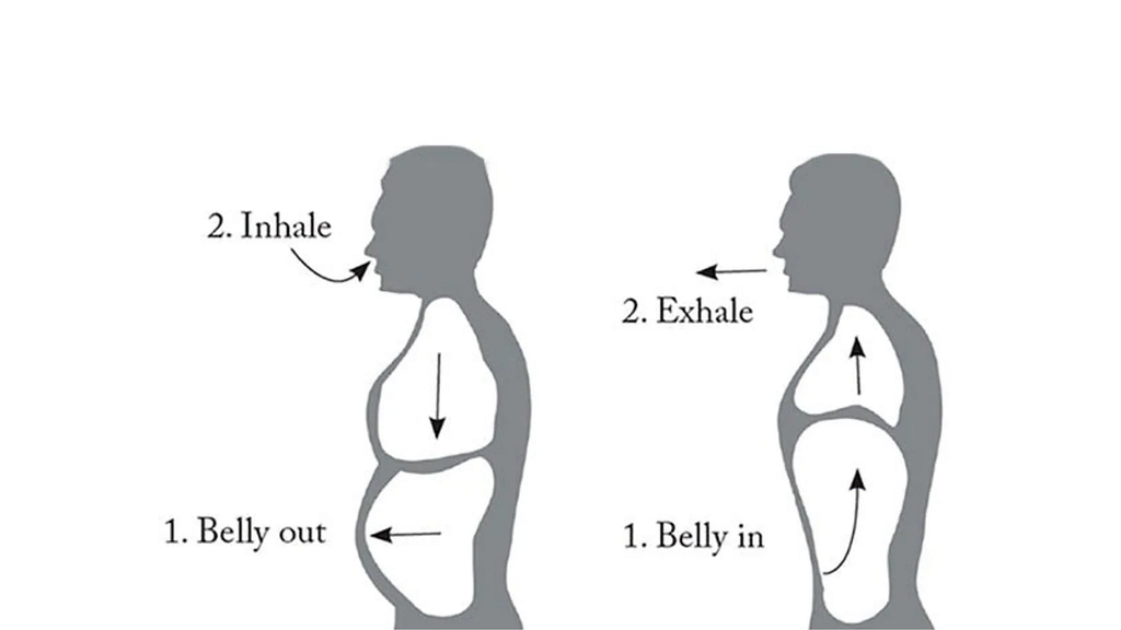 Diagram of person doing diaphragmatic breathing, showing the belly sticking out when inhaling and the belly sucking in when exhaling to push the air out.