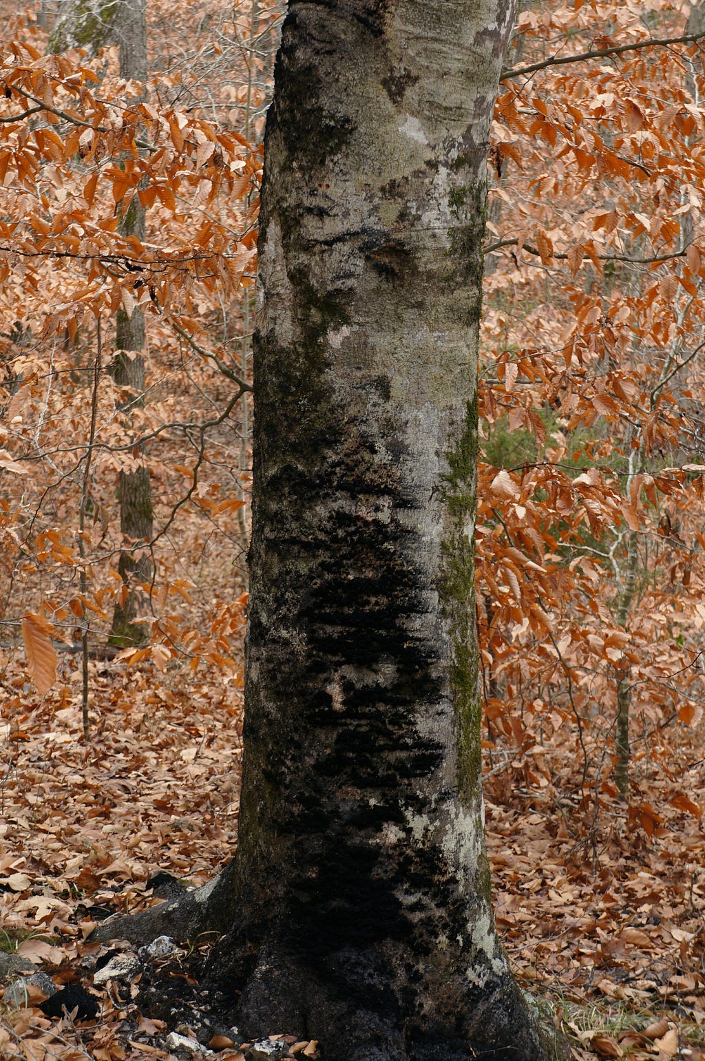 a large tree trunk with large patches of black sooty mold covering it