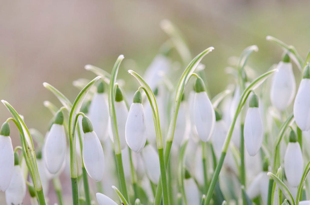 Snowdrops in a fleid in the spring