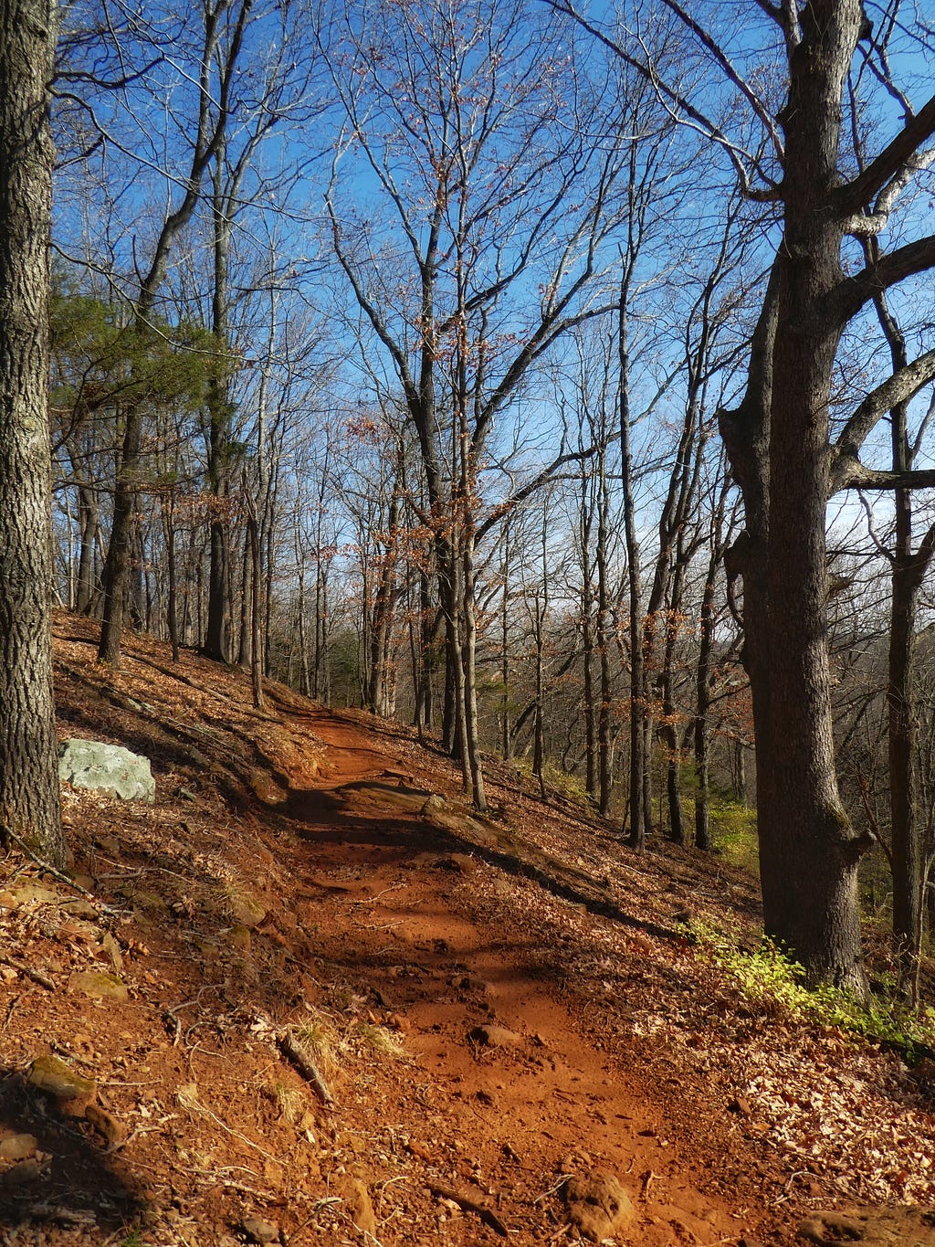 A hiking trail surrounded by trees.